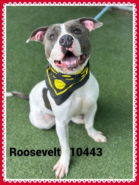 ROOSEVELT