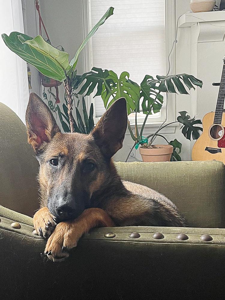 Sadie, Adopted, Young Female German Shepherd Dog.