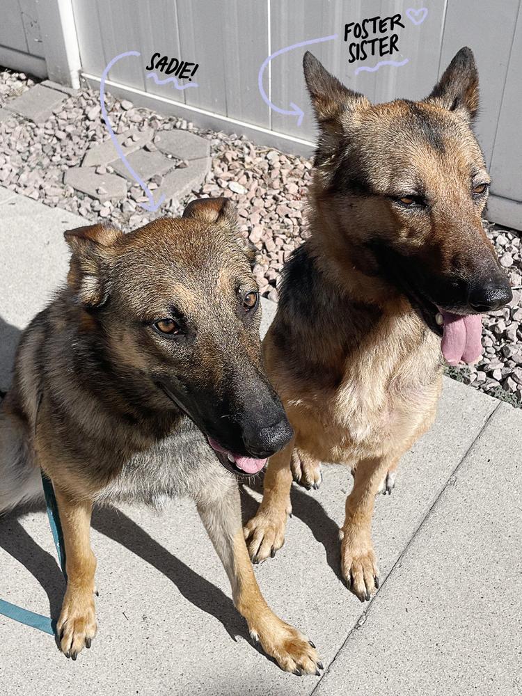 Enlarge Sadie, a Adopted German Shepherd Dog in Los Angeles, CA image 2/4