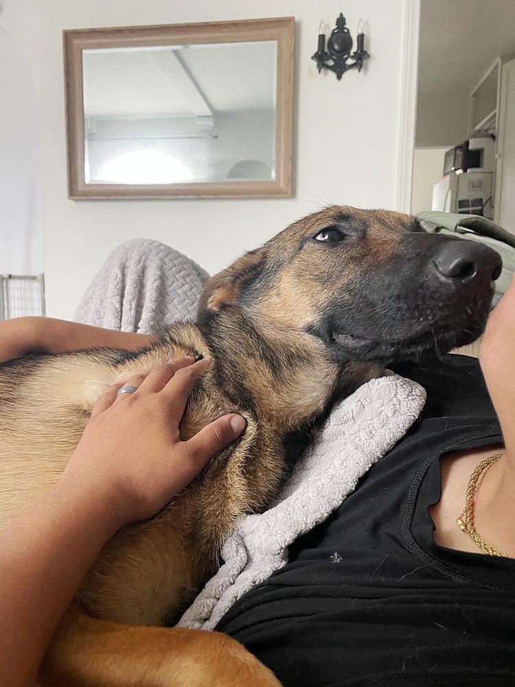 Enlarge Sadie, a Adopted German Shepherd Dog in Los Angeles, CA image 3/4