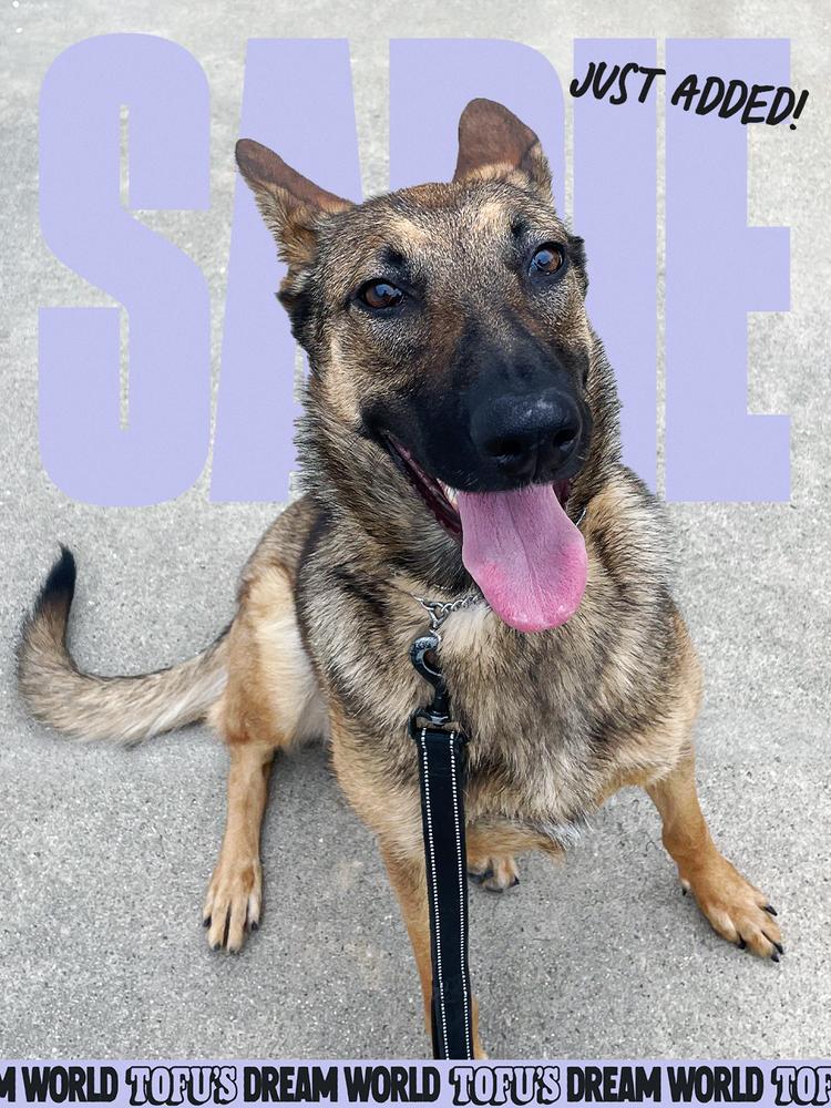 Enlarge Sadie, a Adopted German Shepherd Dog in Los Angeles, CA image 4/4