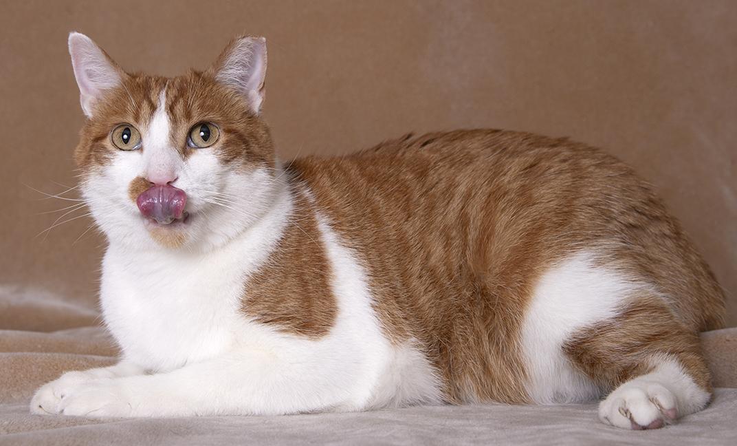 Enlarge Tommy, a Adoptable Domestic Short Hair in Chicago, IL image 6/6