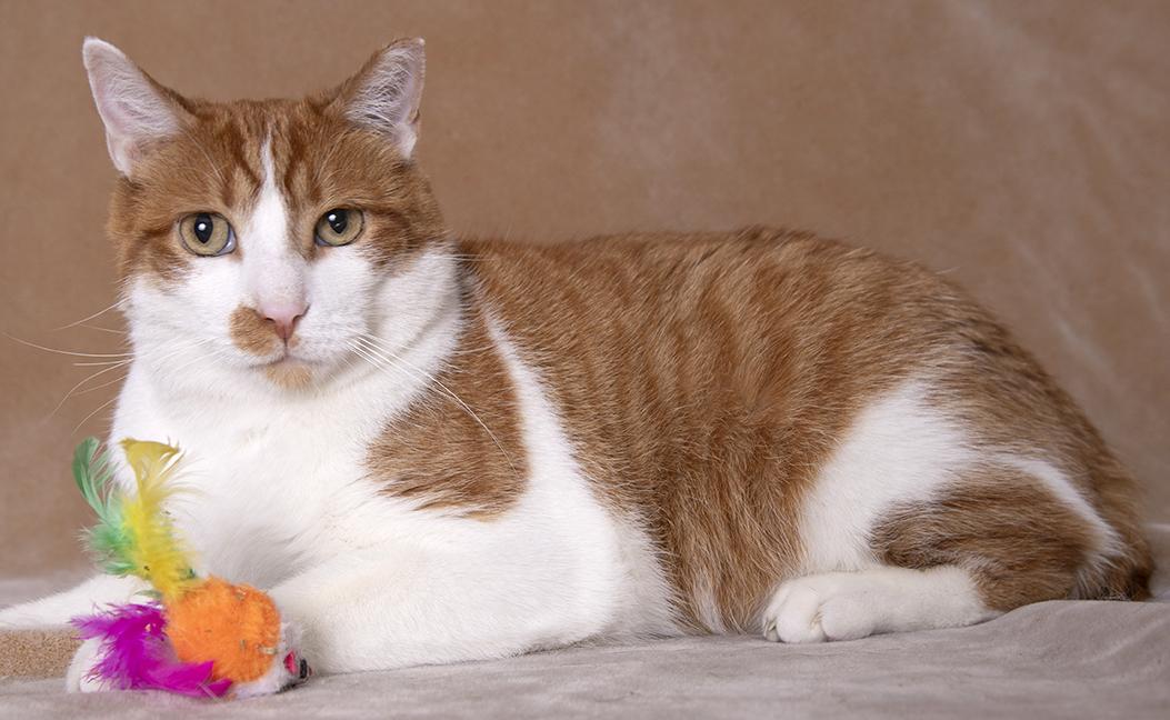 Enlarge Tommy, a Adoptable Domestic Short Hair in Chicago, IL image 4/6