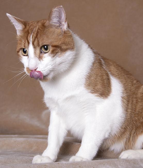 Enlarge Tommy, a Adoptable Domestic Short Hair in Chicago, IL image 5/6