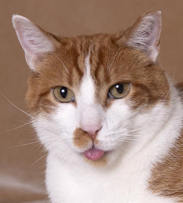 Tommy, Adoptable, Adult Male Domestic Short Hair.