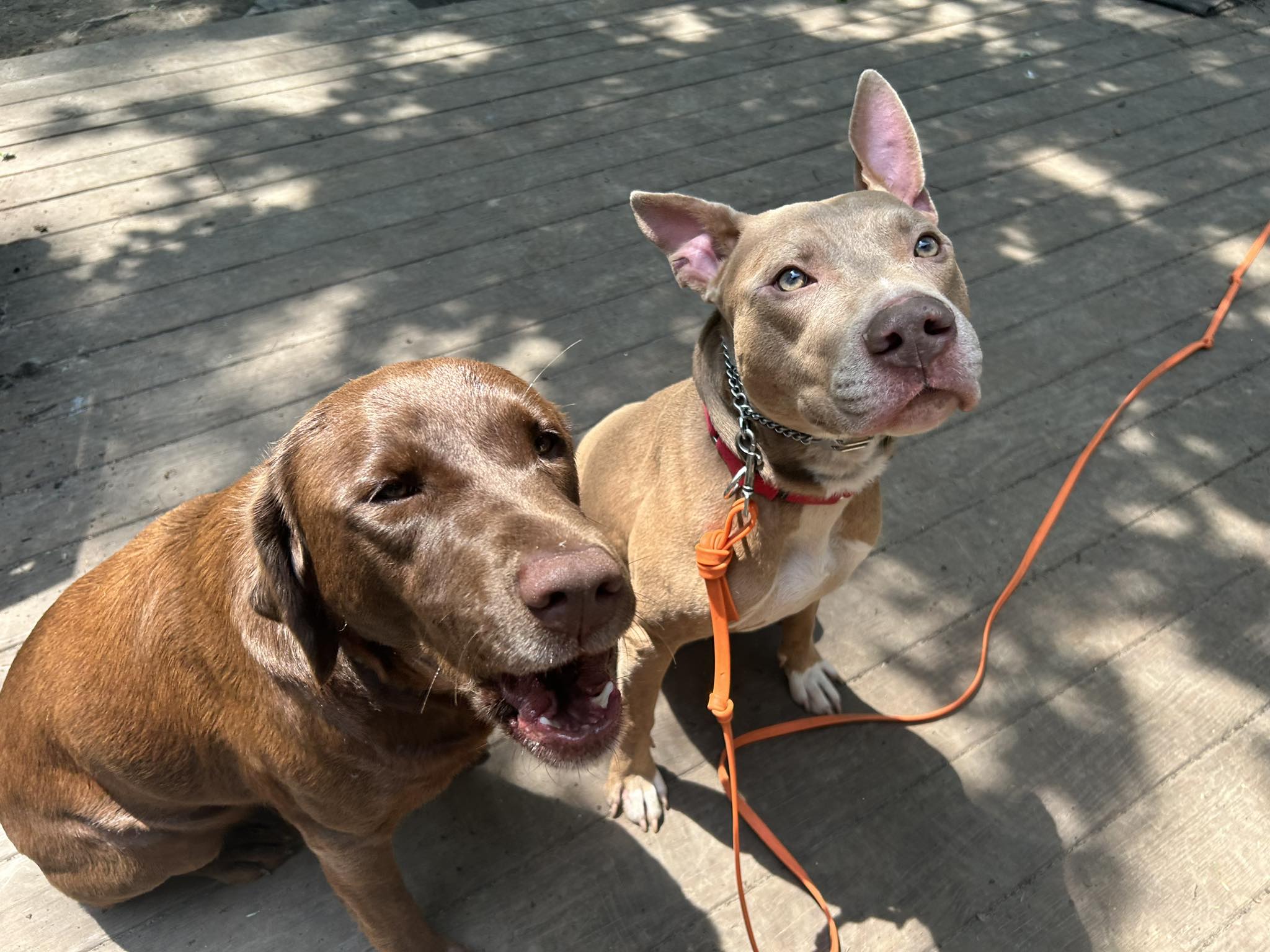 Link, a Adoptable American Staffordshire Terrier in Middlesex, NY image 2/5
