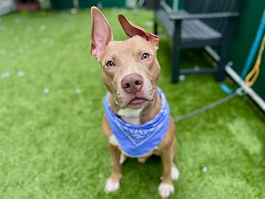 Link, Adoptable, Adult Male American Staffordshire Terrier.