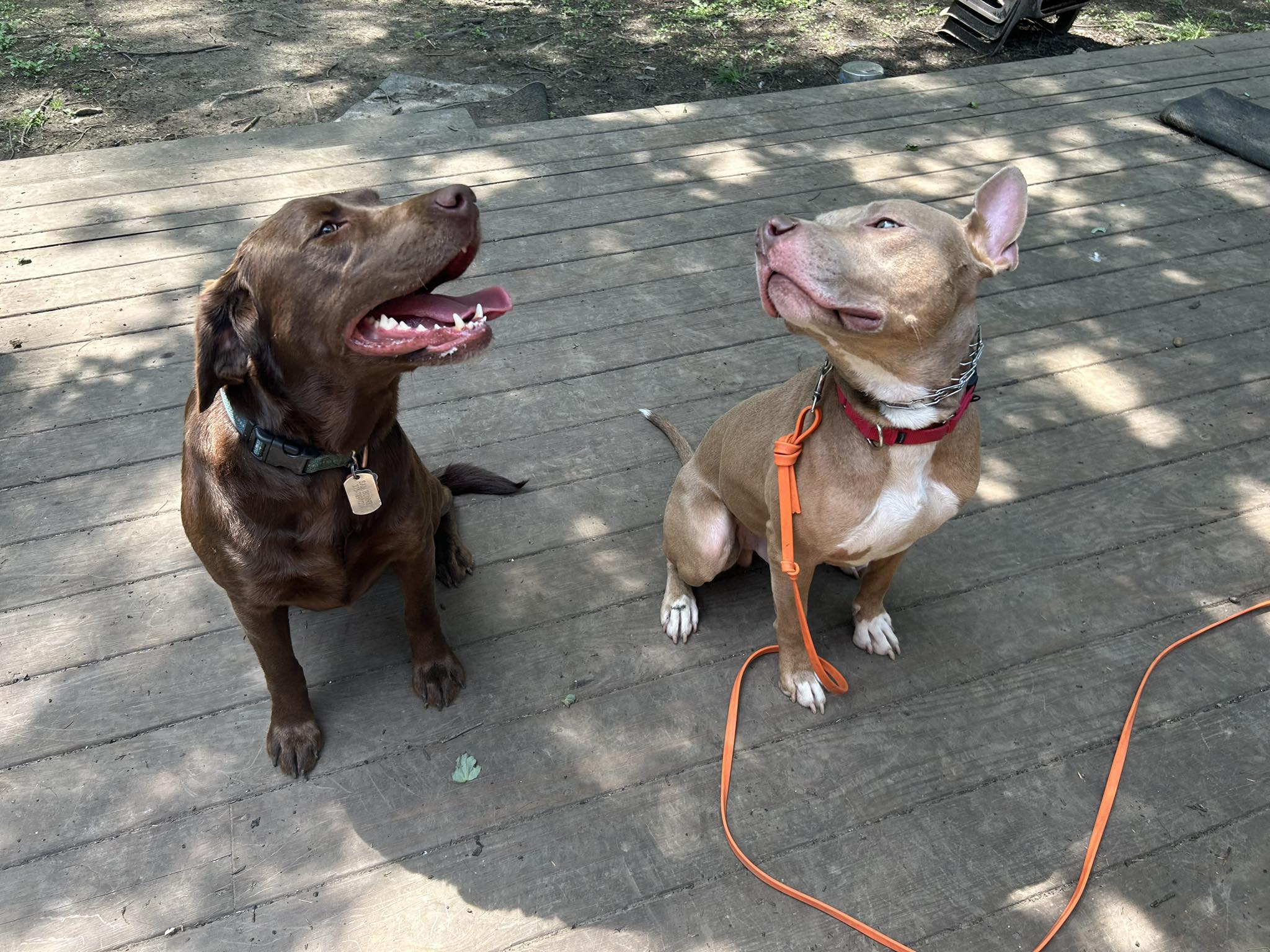 Link, a Adoptable American Staffordshire Terrier in Middlesex, NY image 3/5