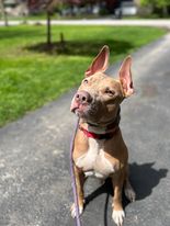 Link, a Adoptable American Staffordshire Terrier in Middlesex, NY image 4/5