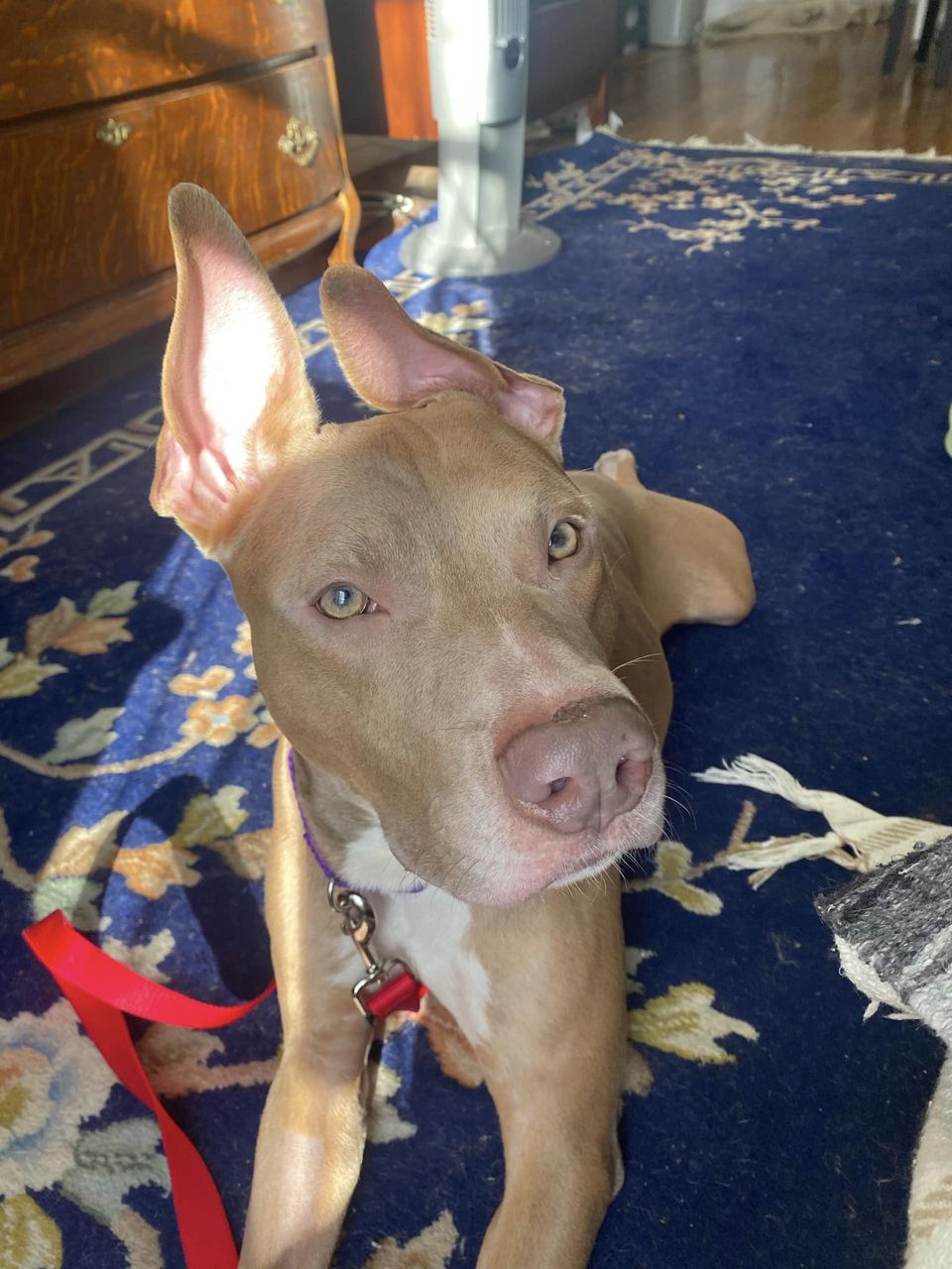 Link, a Adoptable American Staffordshire Terrier in Middlesex, NY image 5/5