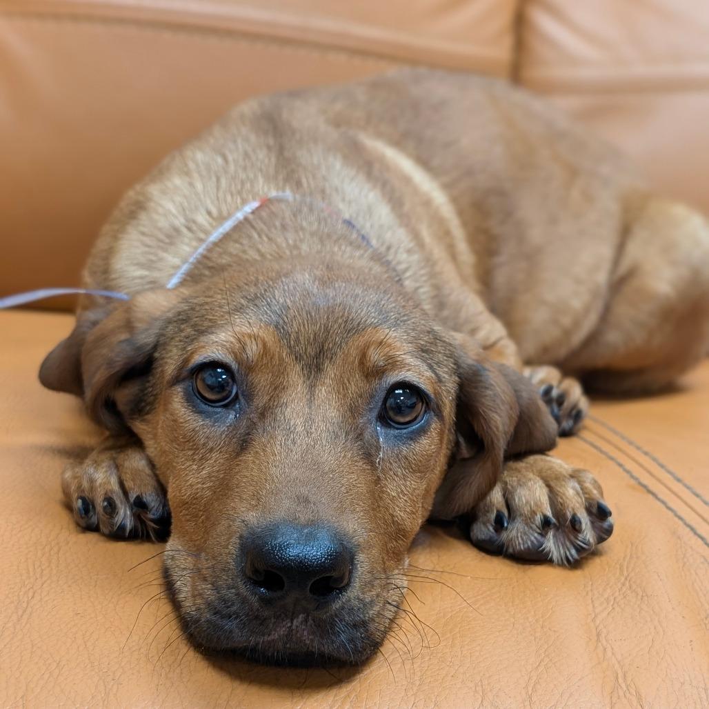 585 (2026) Charlie, Adoptable, Puppy Male Shepherd & Mixed Breed.