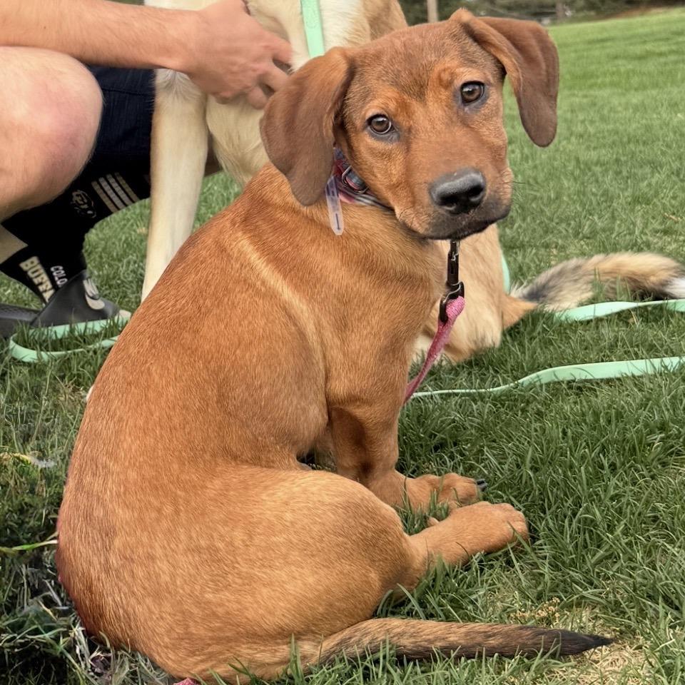 Enlarge 585 (2026) Charlie, a Adoptable mixed breed in Parker, CO image 2/6