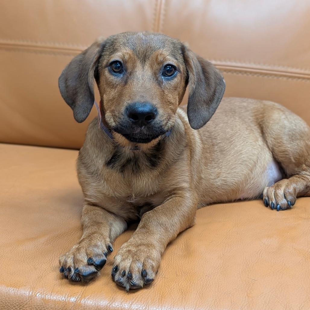 Enlarge 585 (2026) Charlie, a Adoptable mixed breed in Parker, CO image 3/6