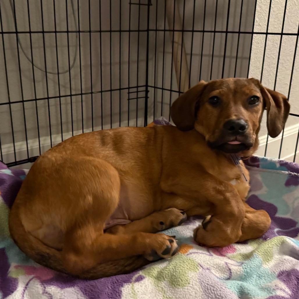 Enlarge 585 (2026) Charlie, a Adoptable mixed breed in Parker, CO image 4/6