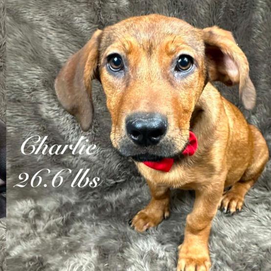 Enlarge 585 (2026) Charlie, a Adoptable mixed breed in Parker, CO image 5/6