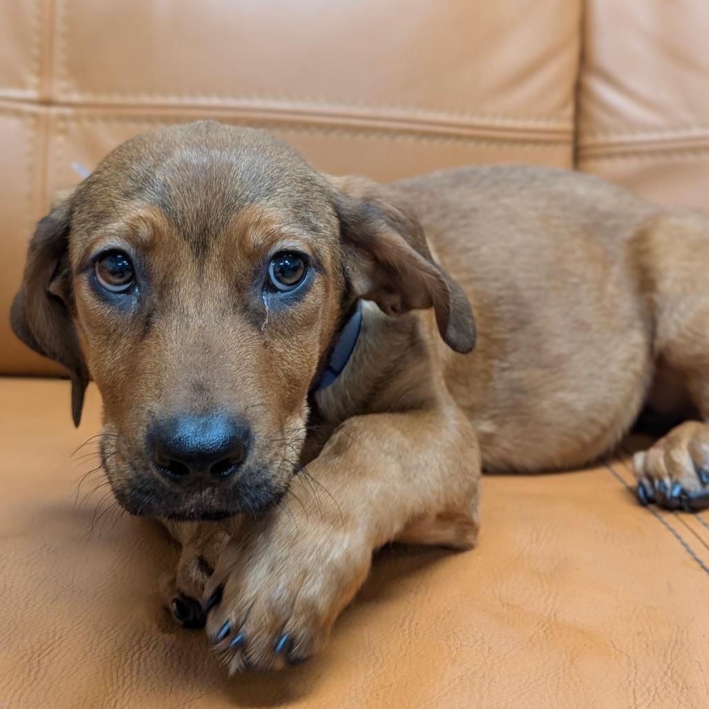 Enlarge 585 (2026) Charlie, a Adoptable mixed breed in Parker, CO image 6/6