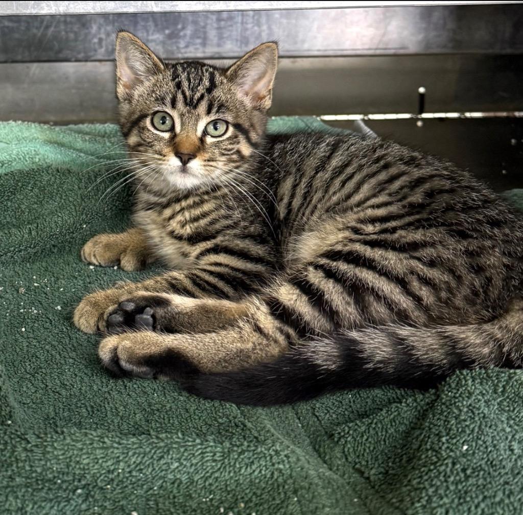 Ursla, a Adoptable mixed breed in Lagrange, IN image 1/5
