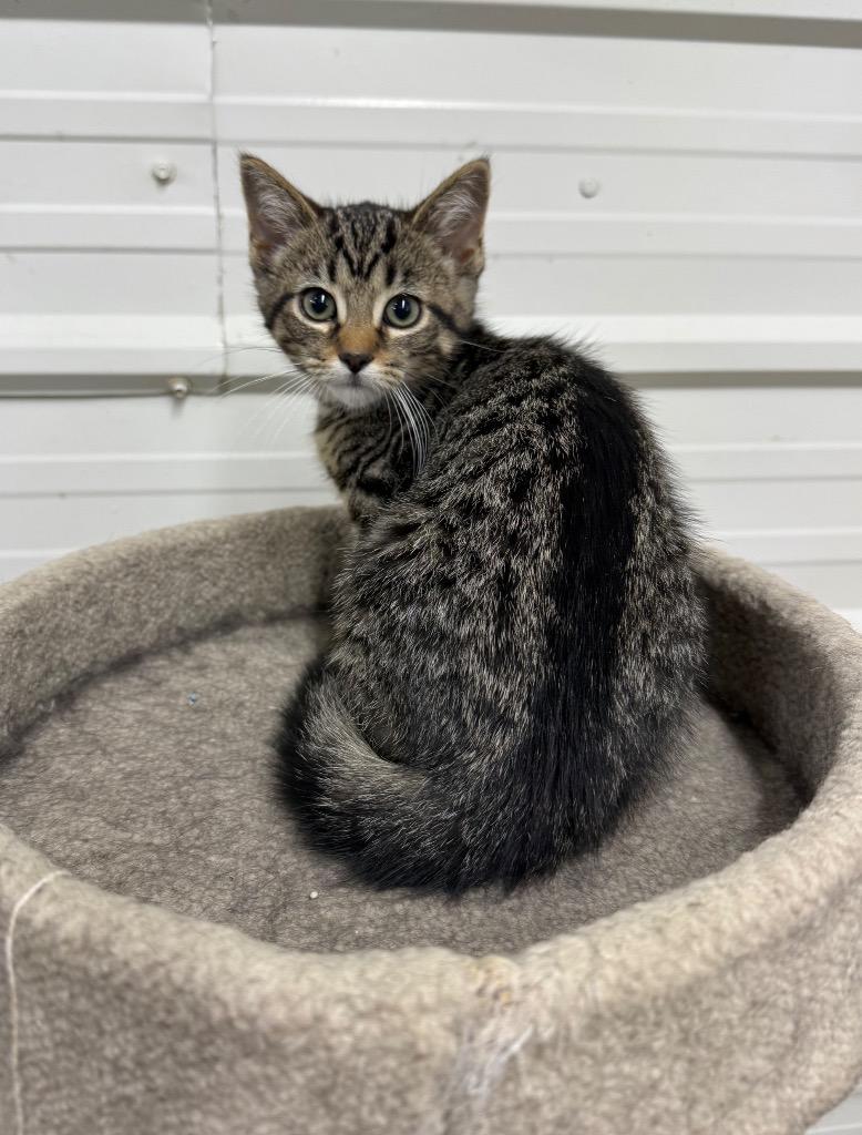 Ursla, a Adoptable mixed breed in Lagrange, IN image 2/5