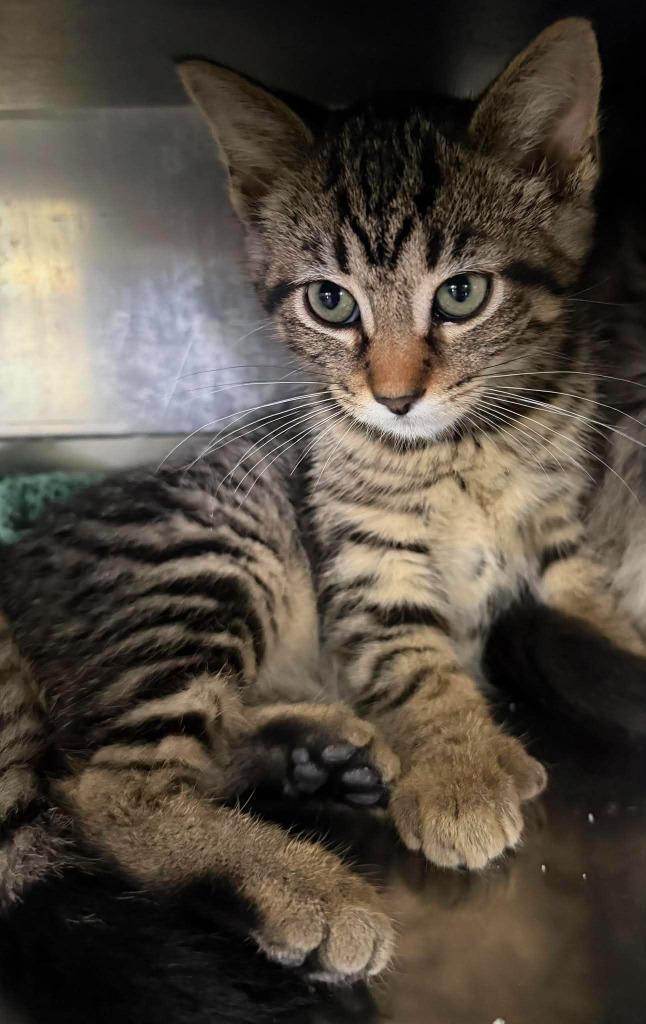 Ursla, a Adoptable mixed breed in Lagrange, IN image 3/5