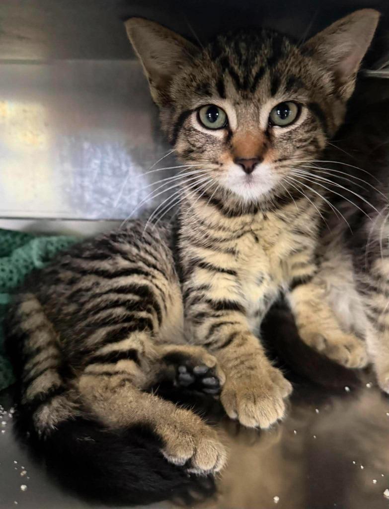 Ursla, a Adoptable mixed breed in Lagrange, IN image 4/5