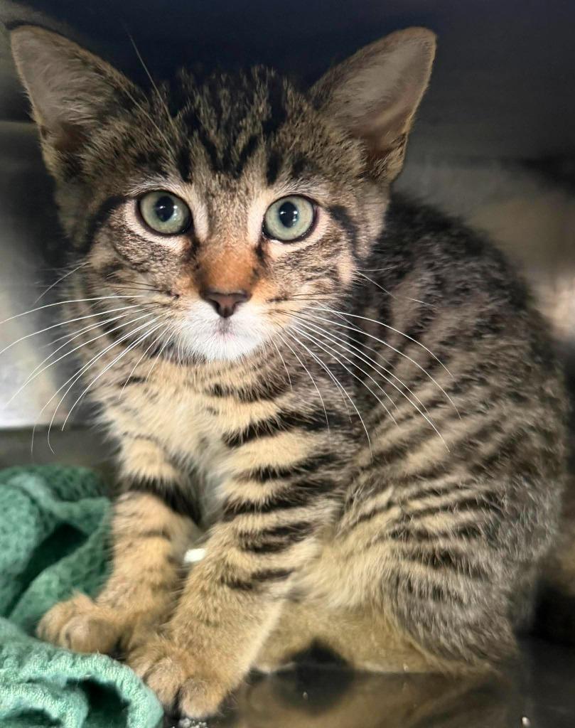 Ursla, a Adoptable mixed breed in Lagrange, IN image 5/5
