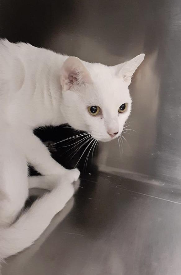 Saturn 0613, Adoptable, Adult Male Domestic Short Hair.