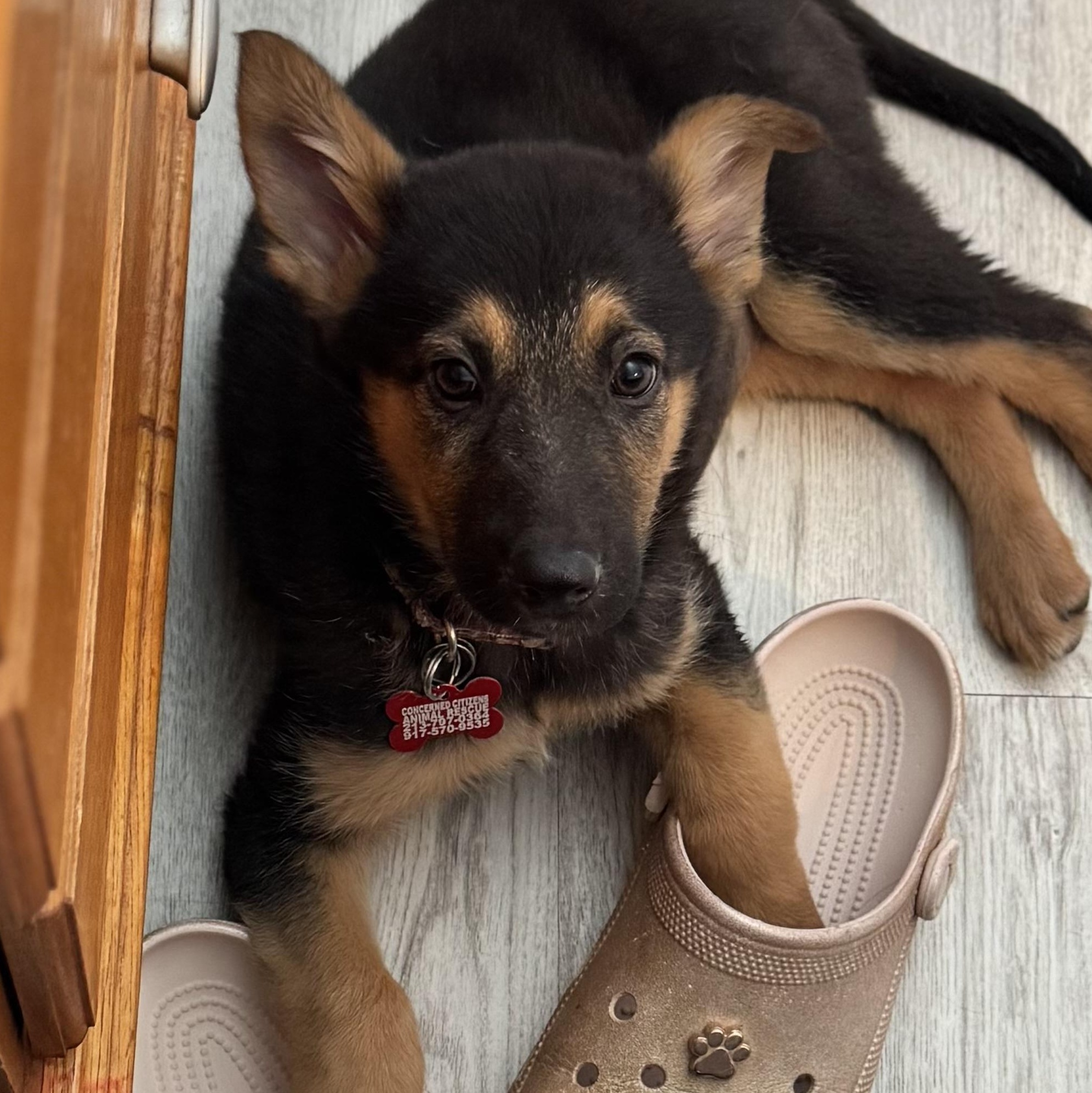 Roxy, a ADOPTABLE German Shepherd Dog in Van Nuys, CA image 5/5