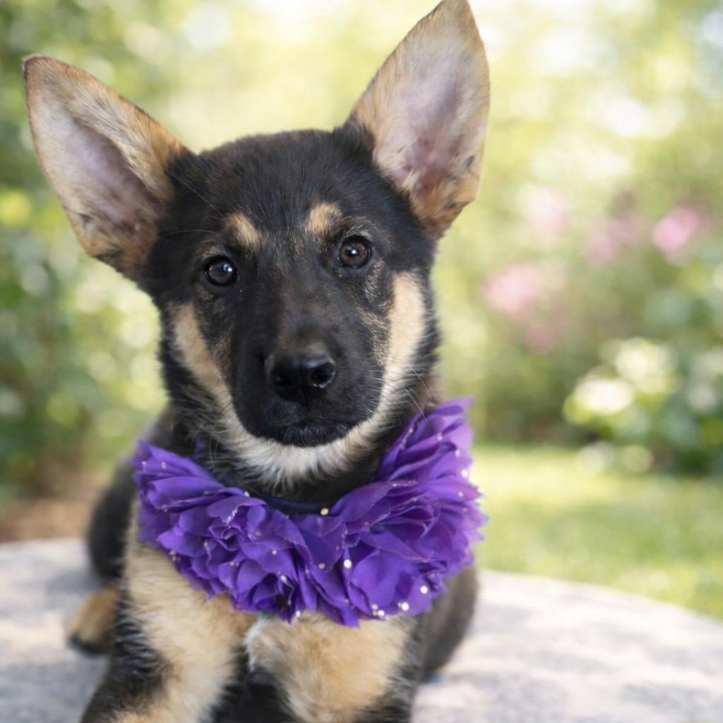 Roxy, ADOPTABLE, Puppy Female German Shepherd Dog.