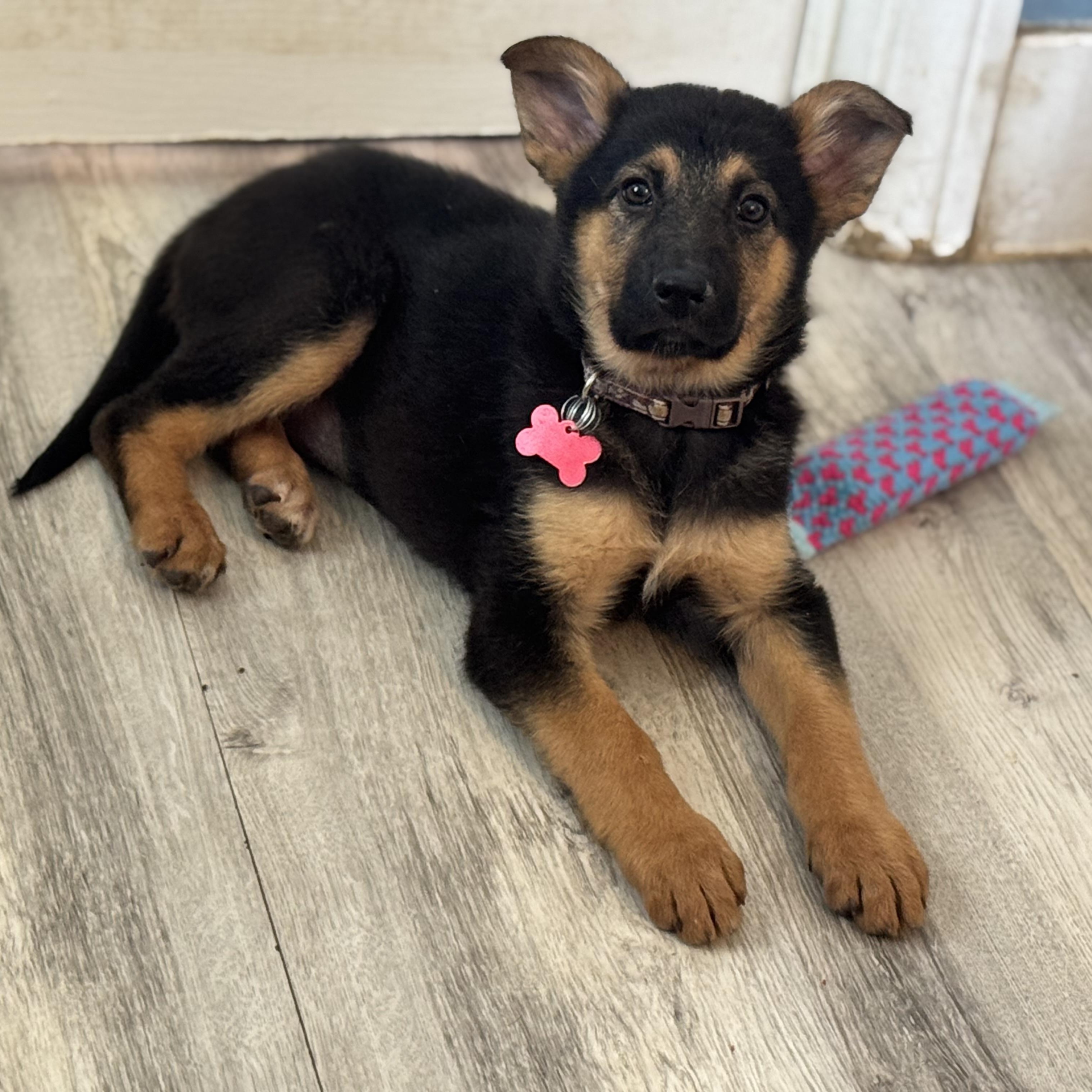 Roxy, a ADOPTABLE German Shepherd Dog in Van Nuys, CA image 2/5