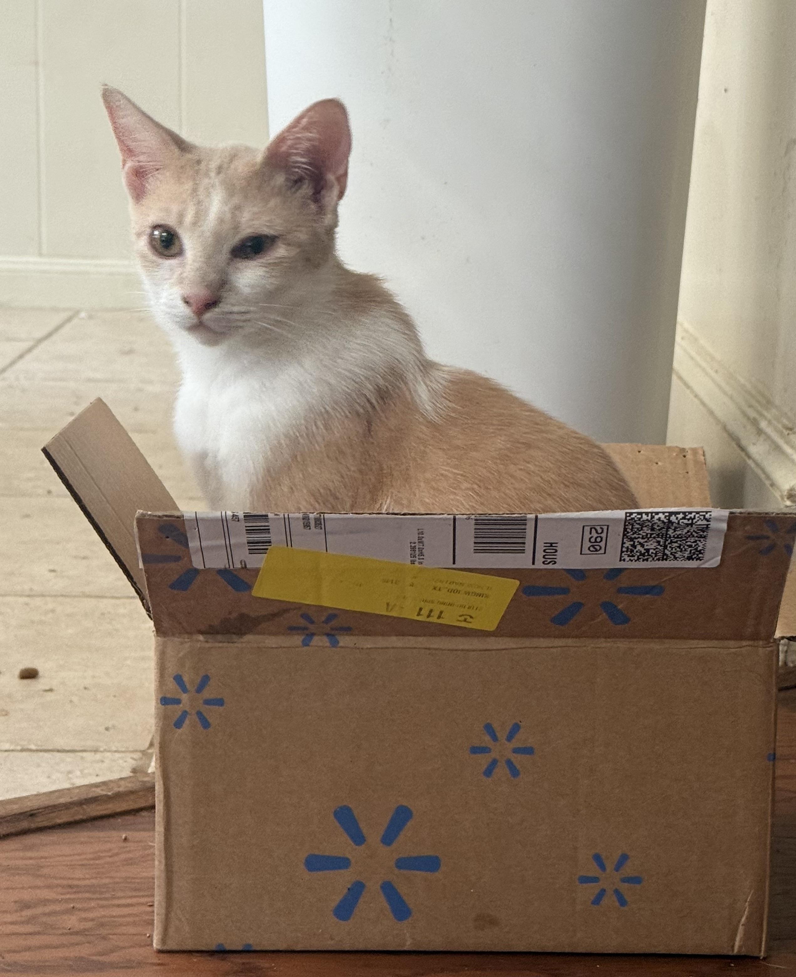 Enlarge Bart, an adopted Domestic Short Hair in Laval, QC image 5/5