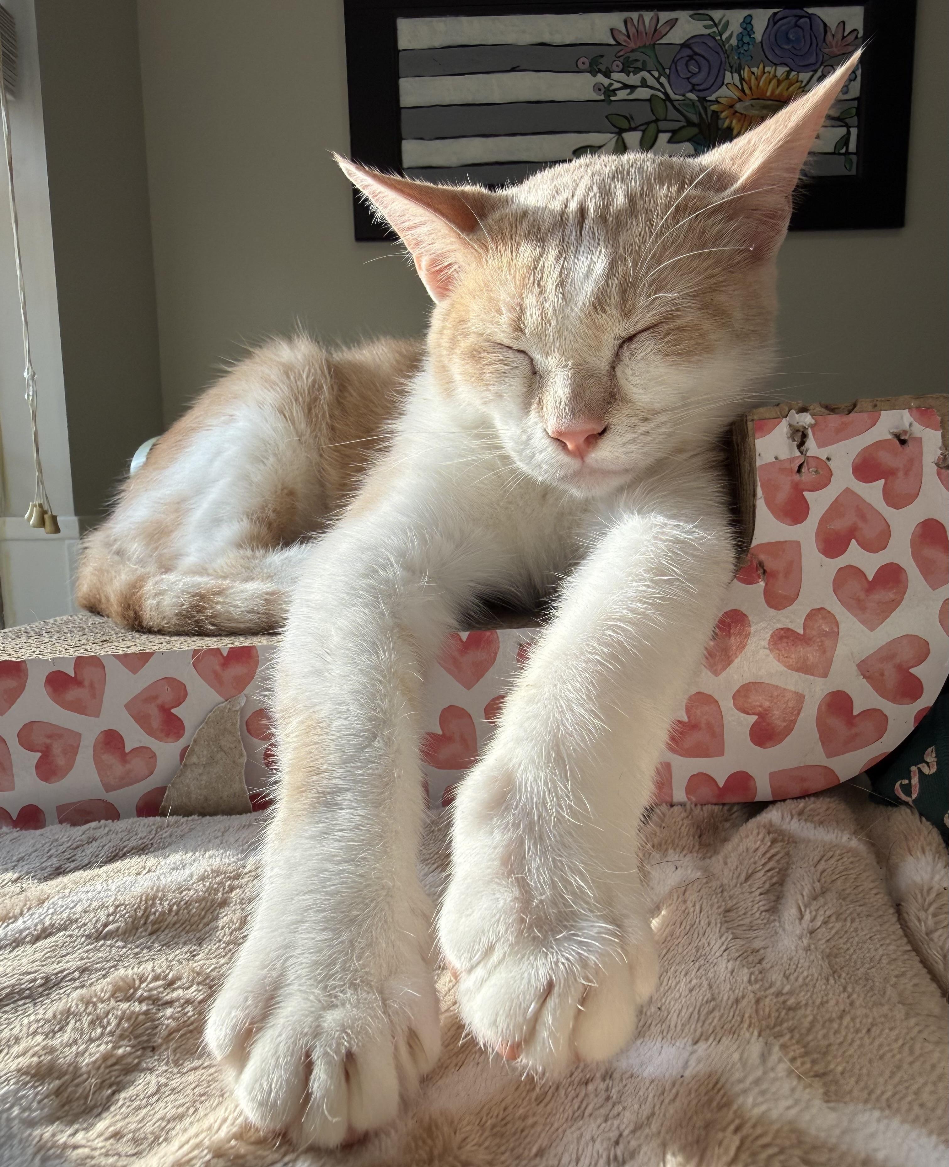 Enlarge Bart, an adopted Domestic Short Hair in Laval, QC image 3/5