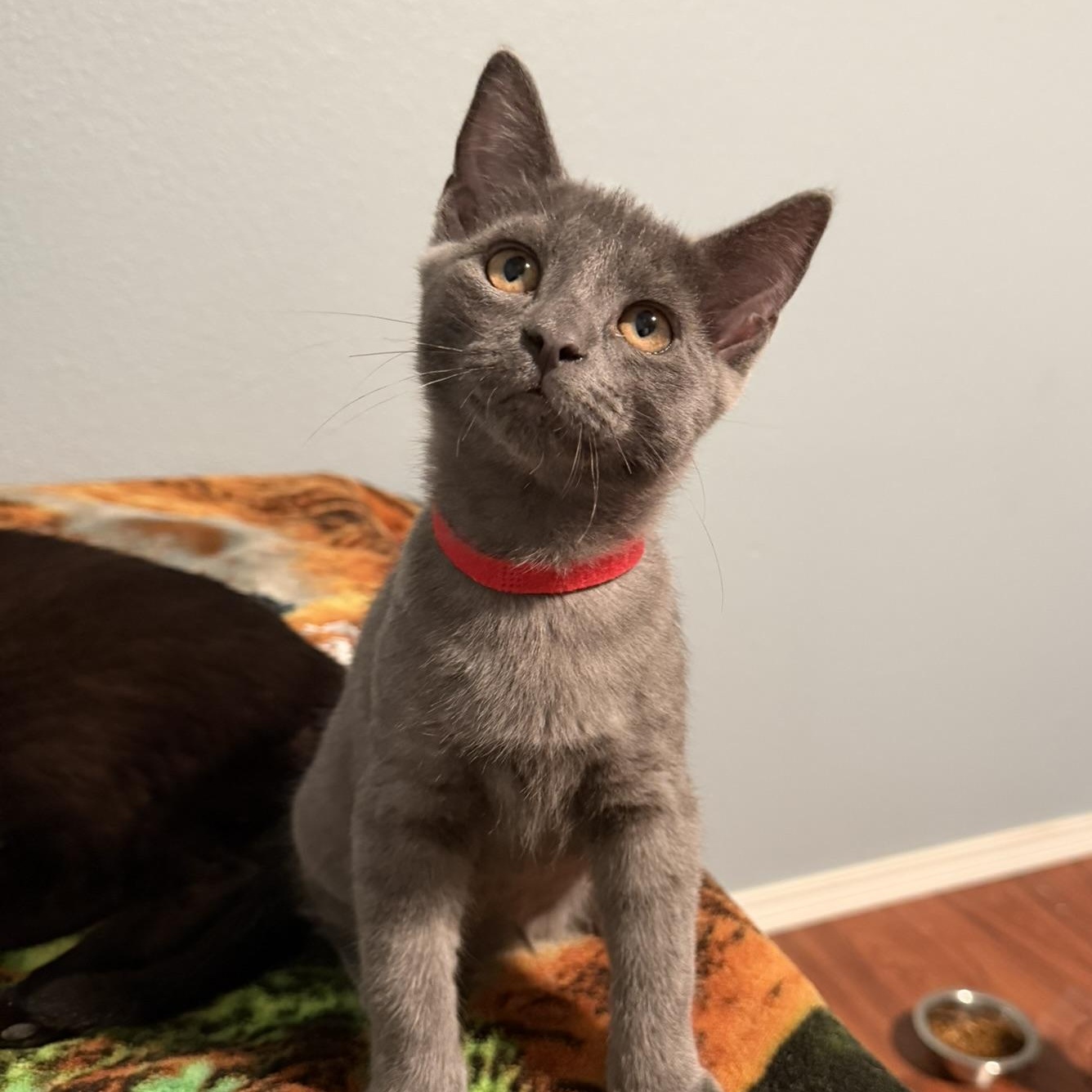 Apollo, Adopted, Kitten Male Domestic Short Hair.