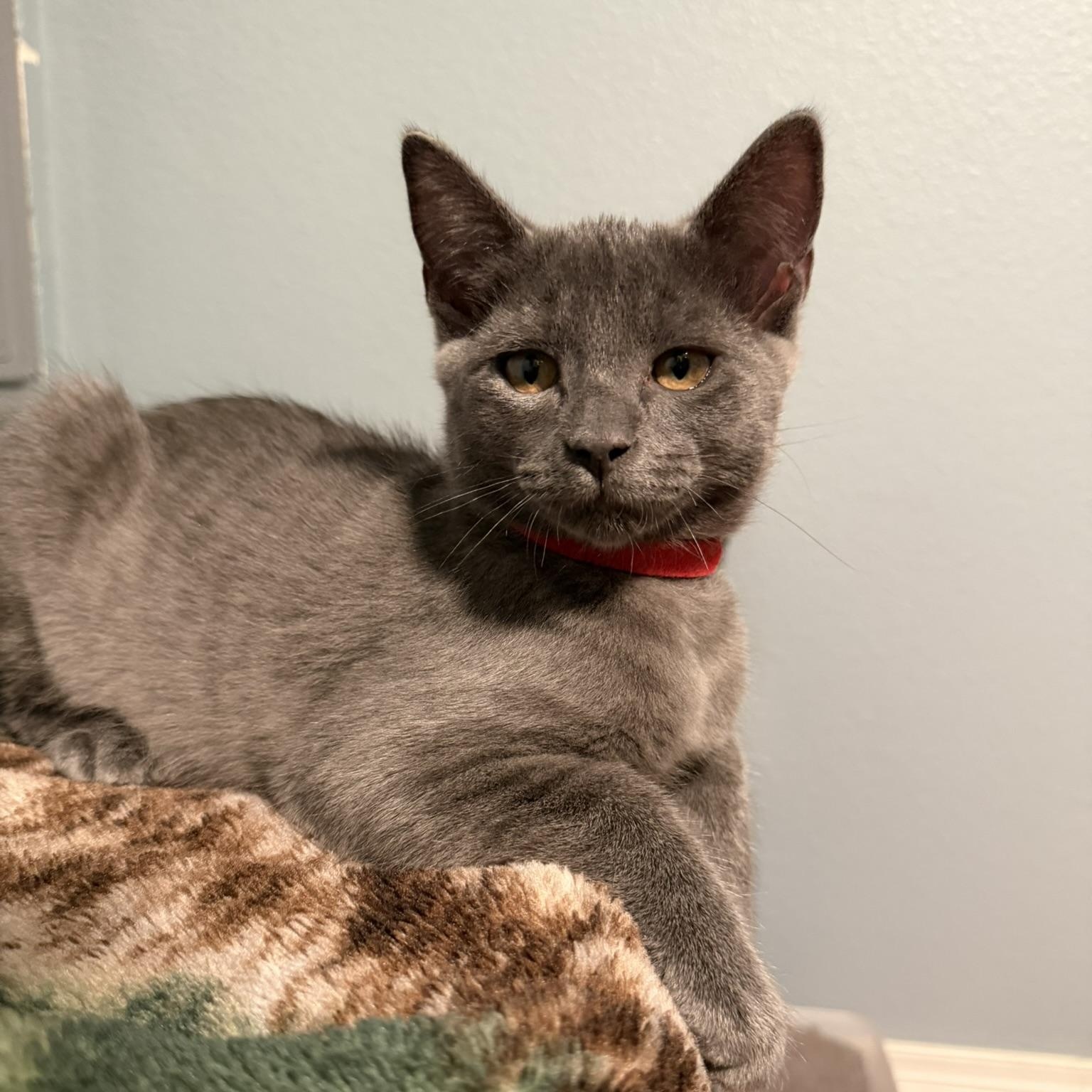 Enlarge Apollo, a Adopted Domestic Short Hair in Renton , WA image 4/4