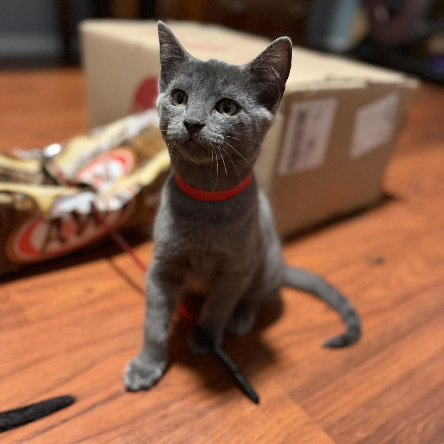 Enlarge Apollo, a Adopted Domestic Short Hair in Renton , WA image 2/4