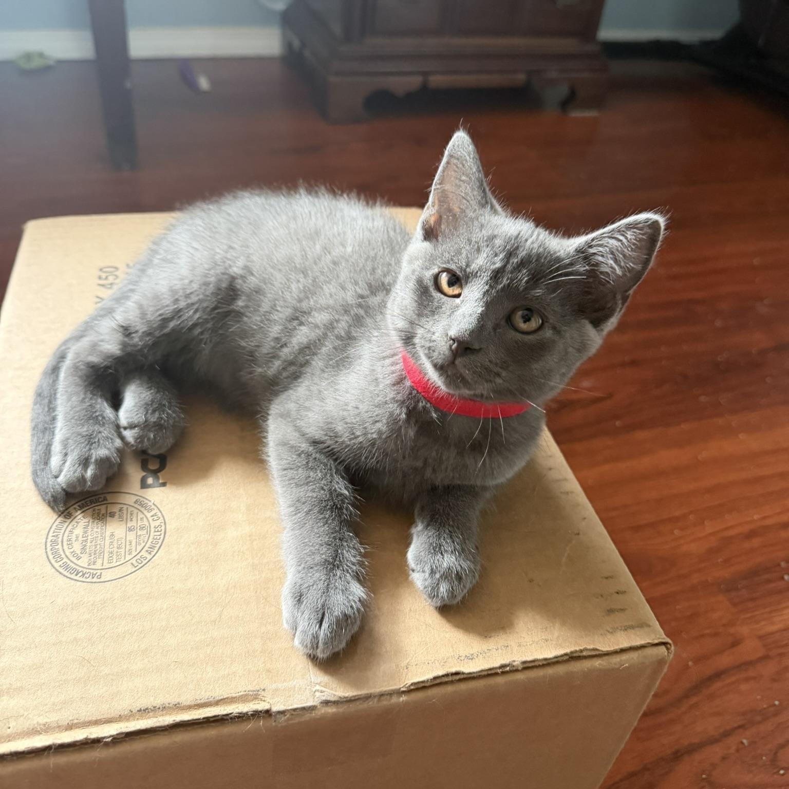 Enlarge Apollo, a Adopted Domestic Short Hair in Renton , WA image 3/4