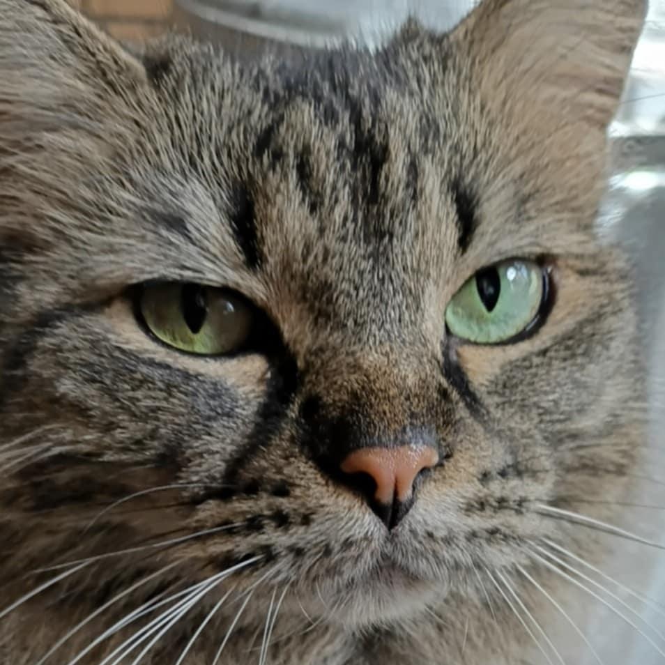 Enlarge Katie, a Adoptable Tabby in Fort Worth, TX image 1/6