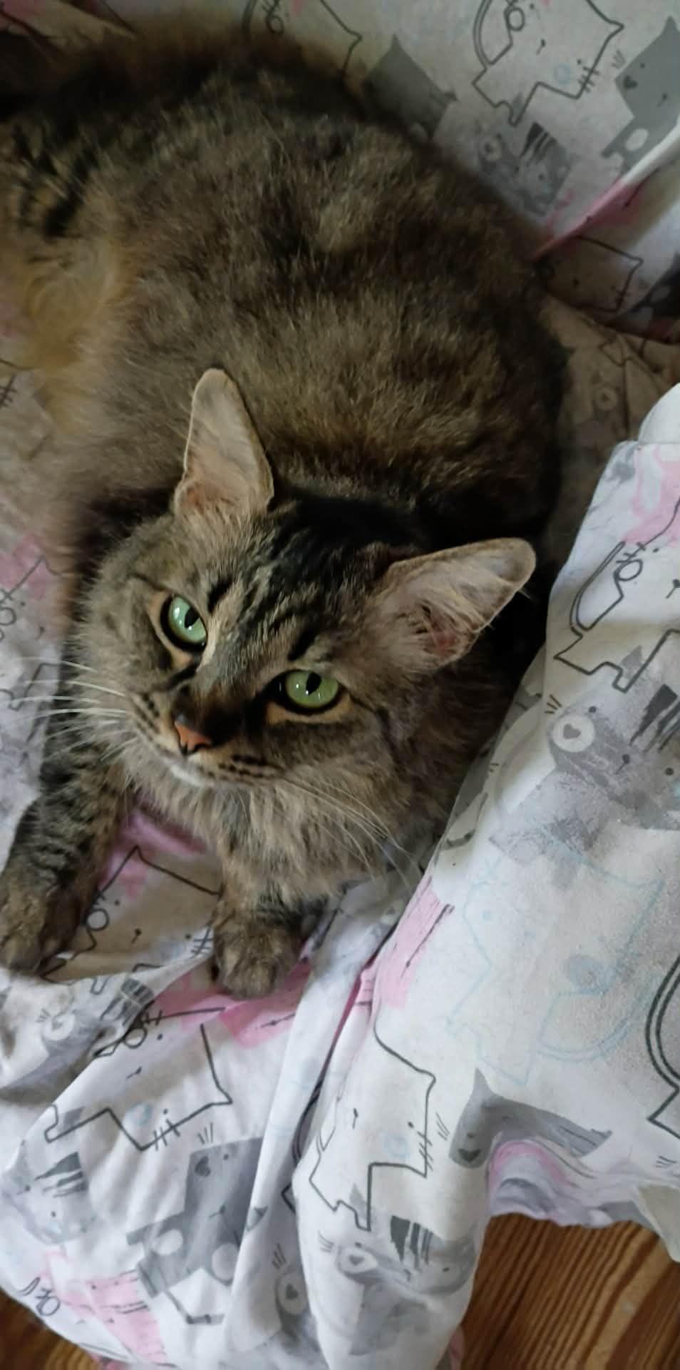 Enlarge Katie, a Adoptable Tabby in Fort Worth, TX image 6/6