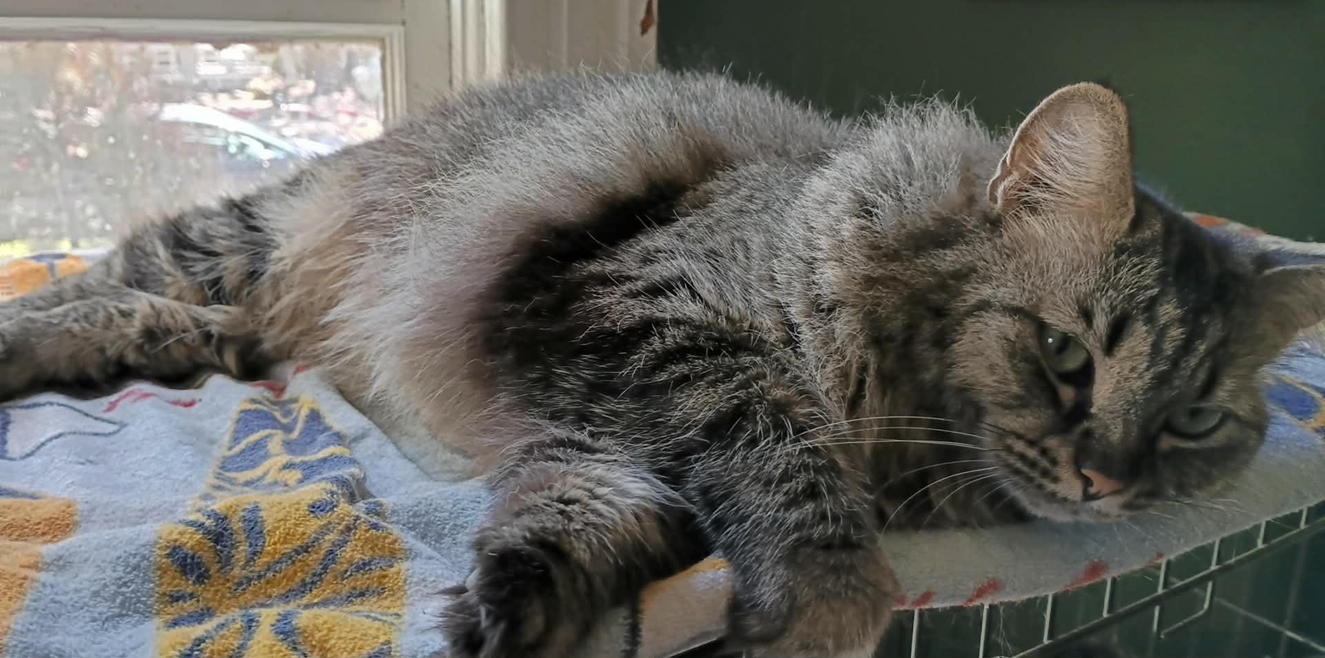 Enlarge Katie, a Adoptable Tabby in Fort Worth, TX image 5/6