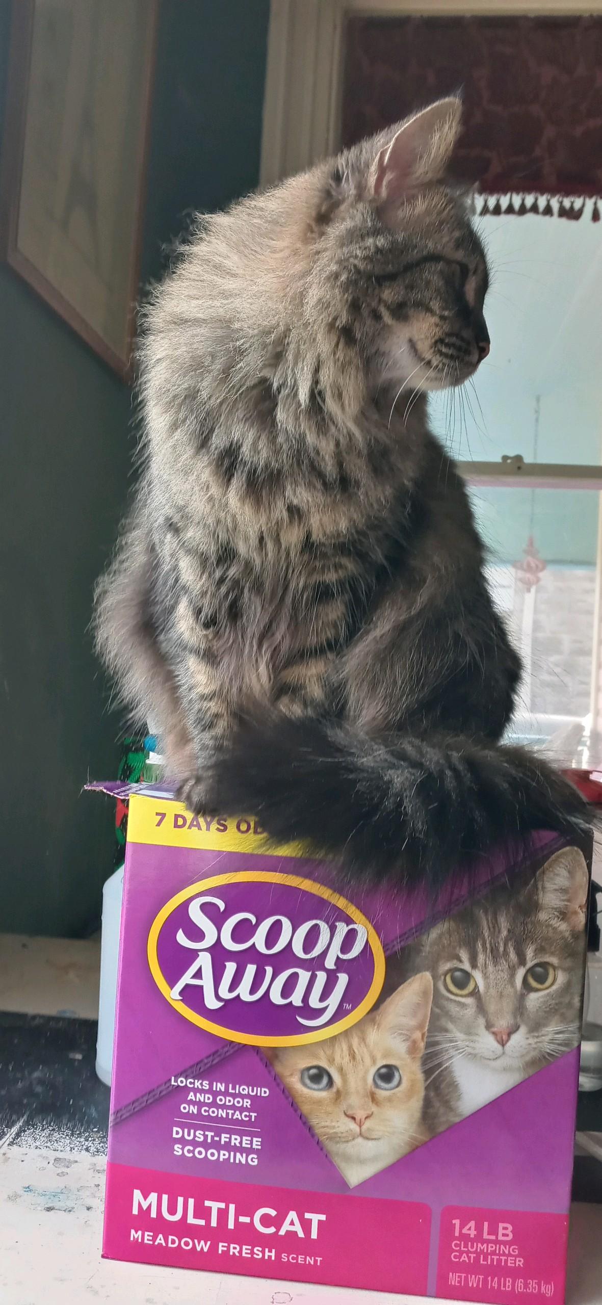 Enlarge Katie, a Adoptable Tabby in Fort Worth, TX image 2/3