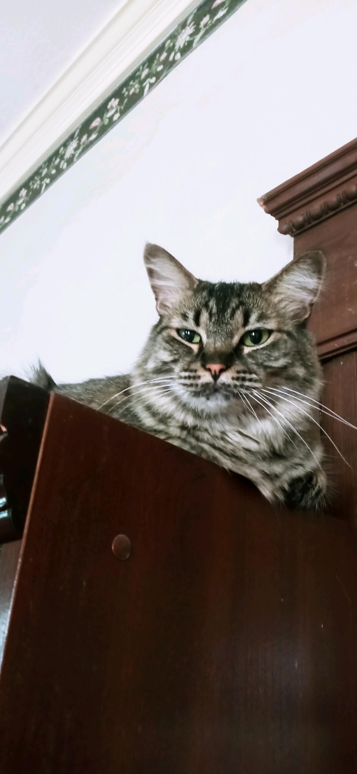 Katie, Adoptable, Adult Female Tabby.