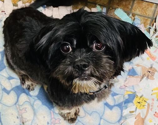 Mamacita (Lafond), adopted, Adult Female Shih Tzu & Cocker Spaniel.