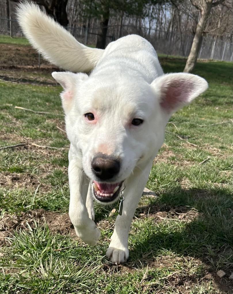 Wyte, Adoptable, Adult Male Mixed Breed.