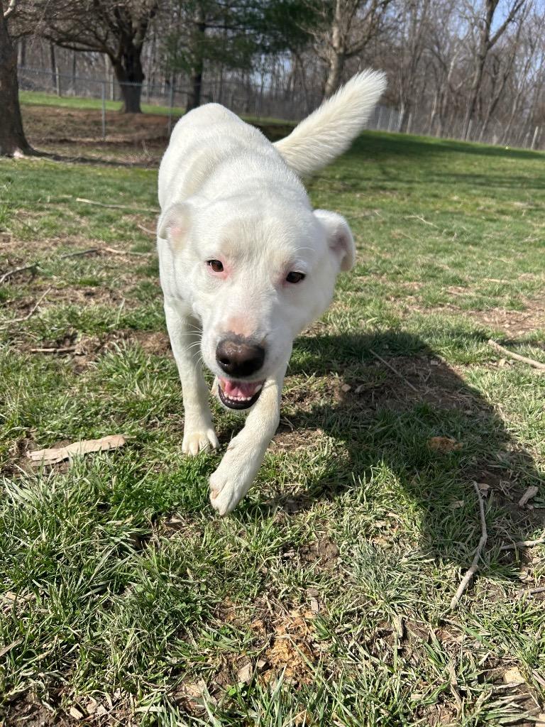 Enlarge Wyte, a Adoptable mixed breed in Greencastle, IN image 2/5