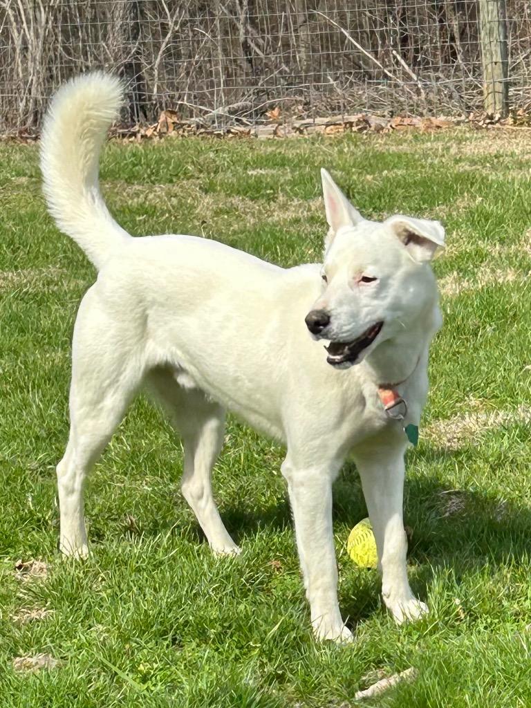 Enlarge Wyte, a Adoptable mixed breed in Greencastle, IN image 3/5