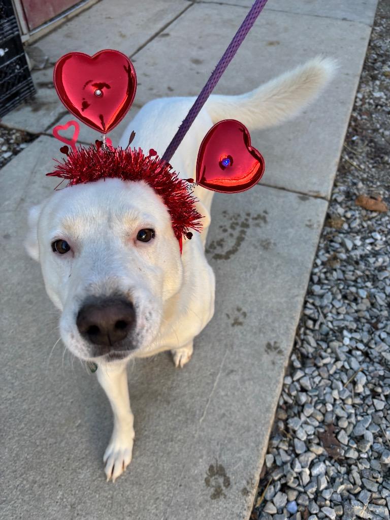 Enlarge Wyte, a Adoptable mixed breed in Greencastle, IN image 4/5