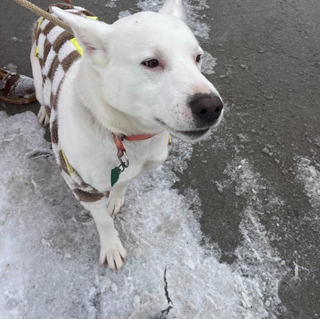 Enlarge Wyte, a Adoptable mixed breed in Greencastle, IN image 5/5