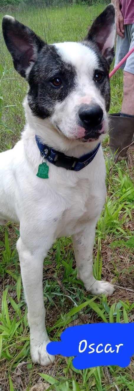 Enlarge Oscar, a Adoptable mixed breed in New Milford, CT image 1/4