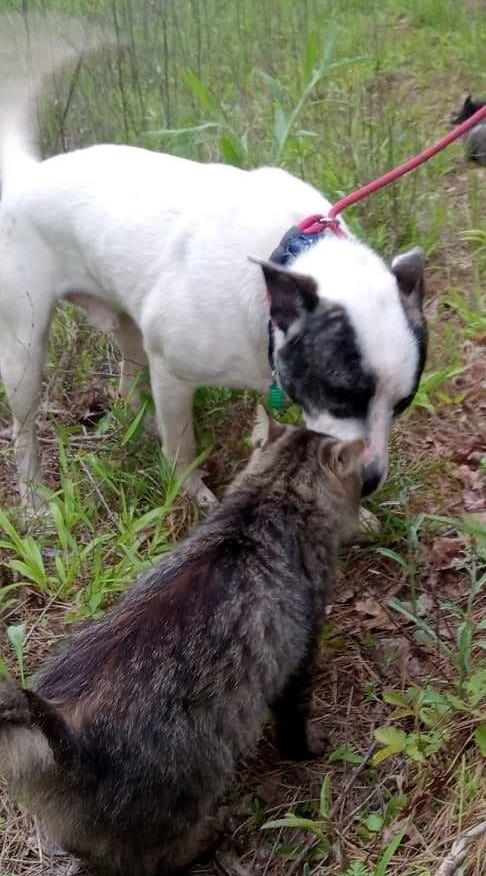 Enlarge Oscar, a Adoptable mixed breed in New Milford, CT image 3/4