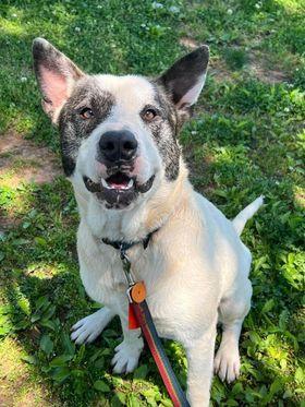 Enlarge Oscar, a Adoptable mixed breed in New Milford, CT image 4/4