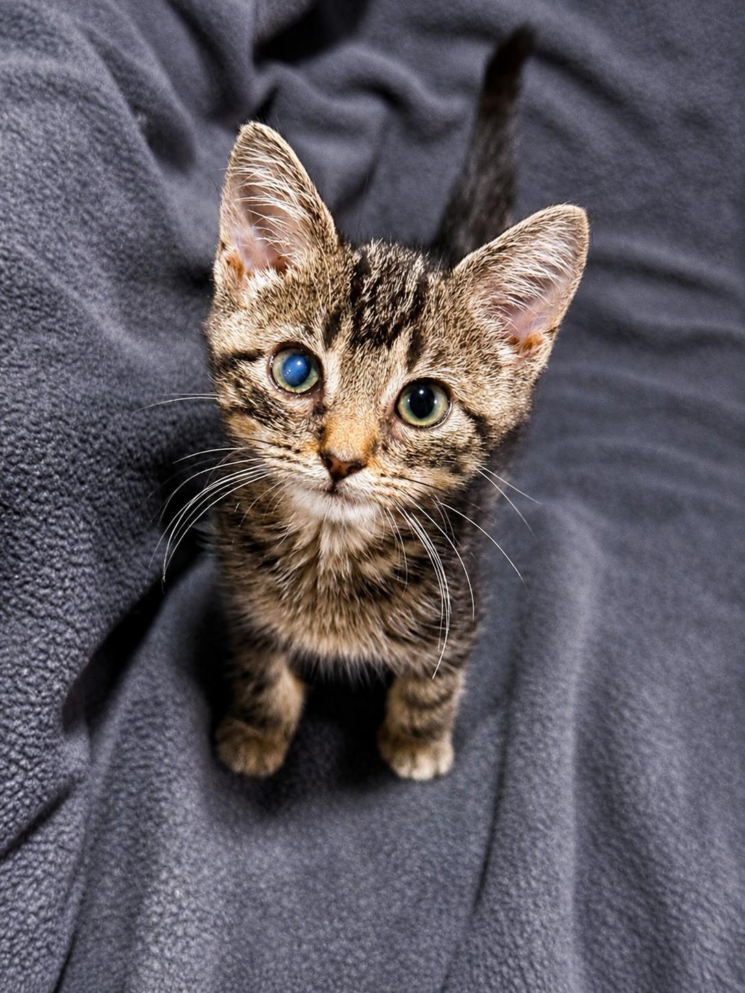Enlarge CJ, a Adoptable Domestic Short Hair in Smicksburg, pa 16256, PA image 3/6